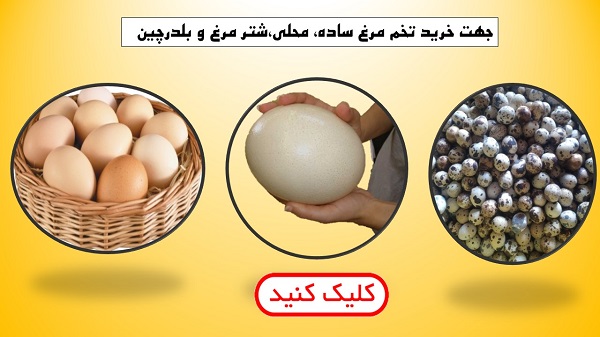  خرید آنلاین تخم مرغ ساده، محلی،شتر مرغ و بلدرچین با قابلیت ارسال به تمامی شهرها

